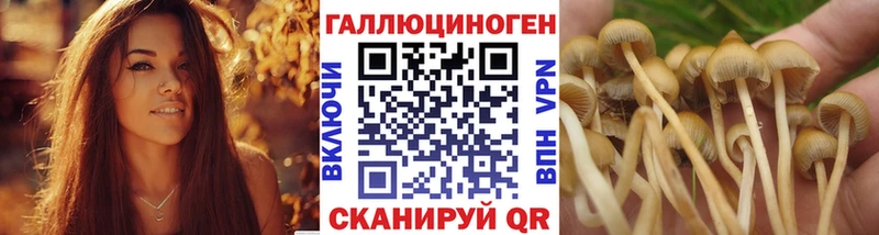 где продают наркотики  Озёрск  Галлюциногенные грибы Cubensis 